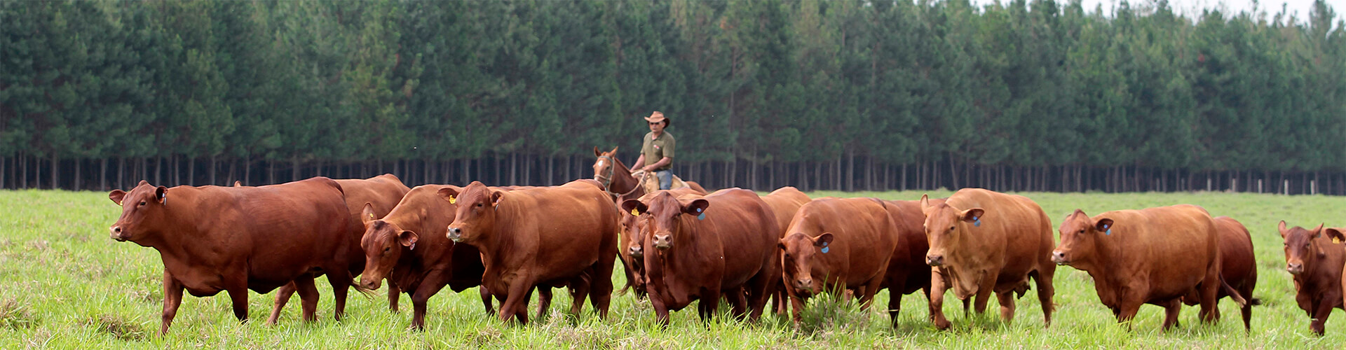 revista-pecuaria-brasil-anuncie-banner01
